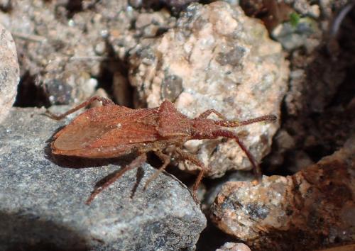 Coriomeris denticulatus